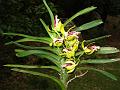 Comb Vanda